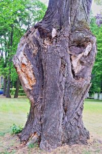 ilowa-011-baumvetrran-k-f-mc3bchler