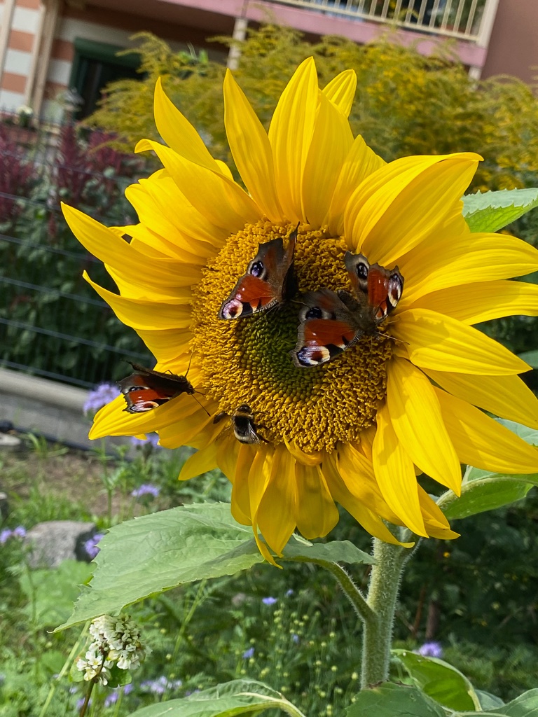 insektenfutterplatz-bernd-opel