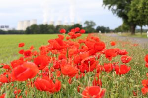 jacc88nschalde-cottbuser-strasse-r-karge_