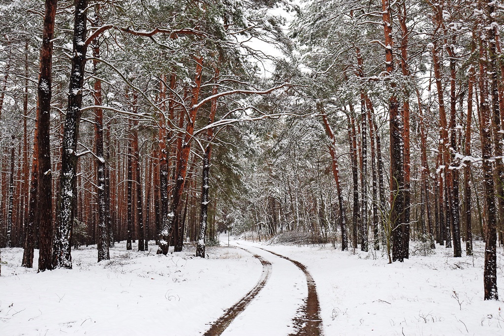 jacc88nschwalde-winterwald-r-karge_