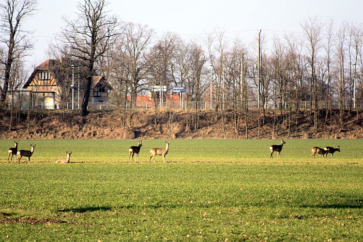 jaenschwalde-am-bahnhof-schmackhaftes-wintergetreide-r-karge_
