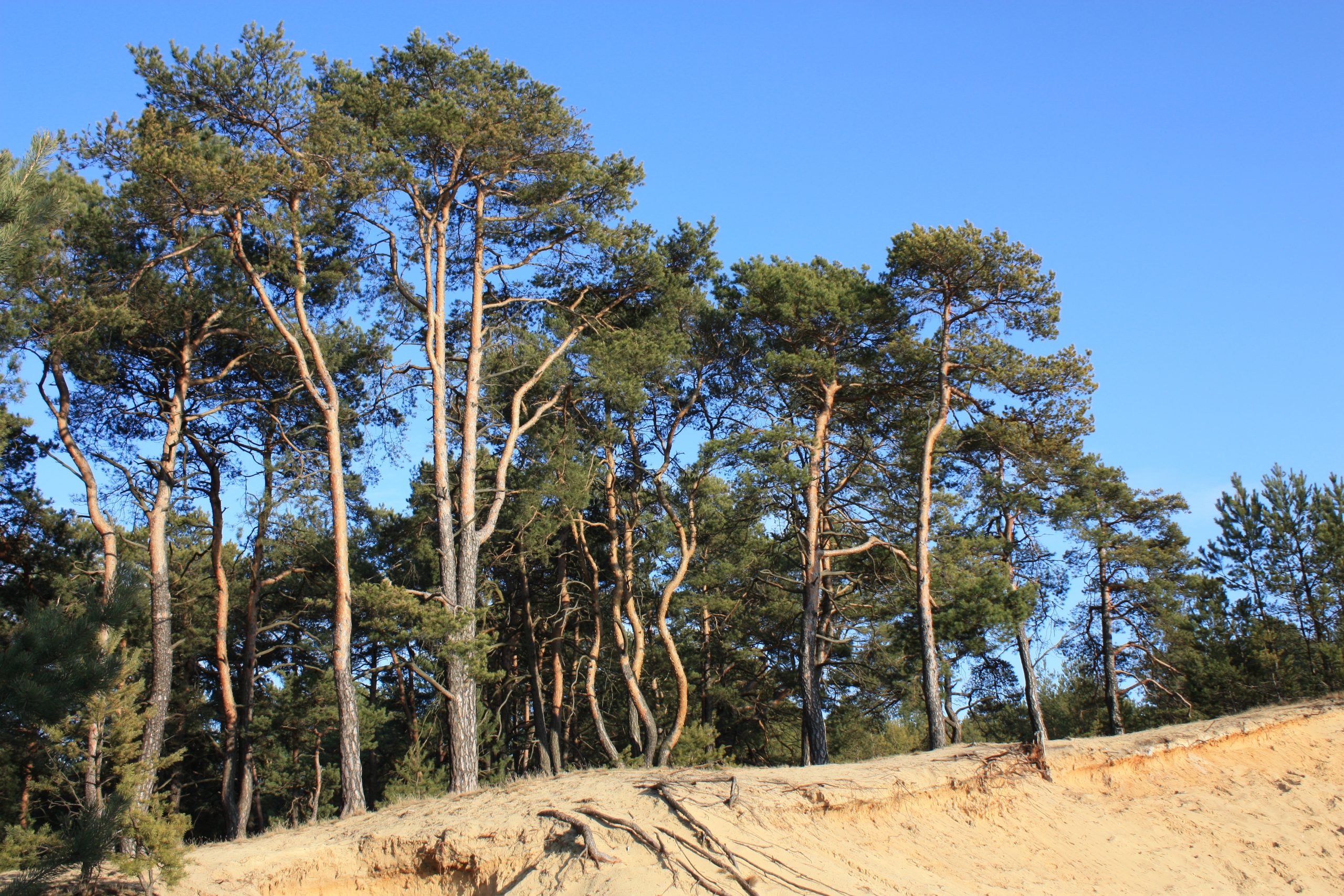 jaenschwalder-berge-r-karge