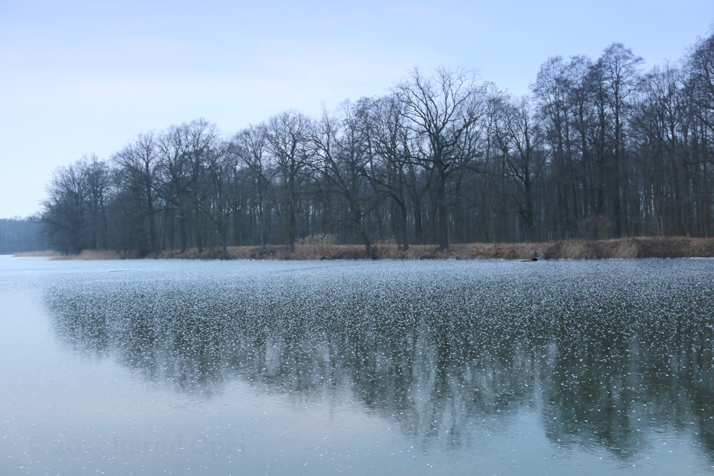 jahresbeginn-am-mauster-streckteich-1-k-f-muehler