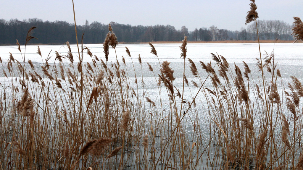jahresbeginn-am-mauster-streckteich-2-k-f-muehler3