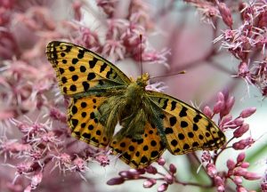 kaisermantel-k-lange