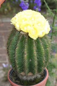 kaktusbluete-hk-moeller