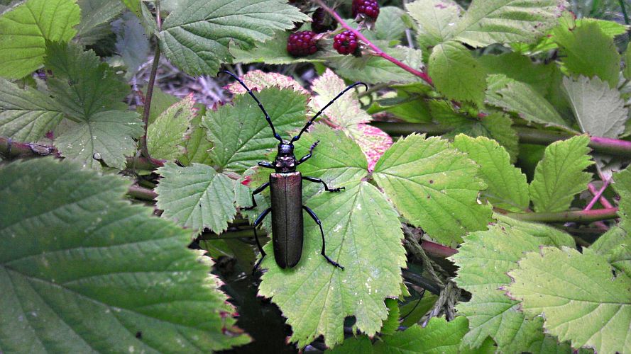karl-der-kaefer-p-fritsch