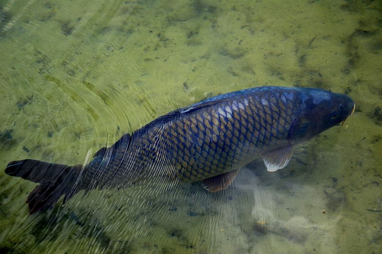 karpfen-blau-p-fritsch