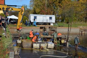 karpfenernte-p-fritsch