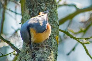 kleiber-b-mocc88cker