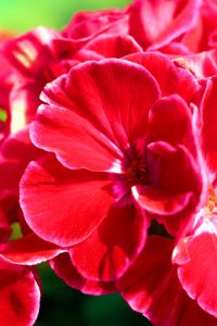 kleine-schoenheit-k-f-muehler