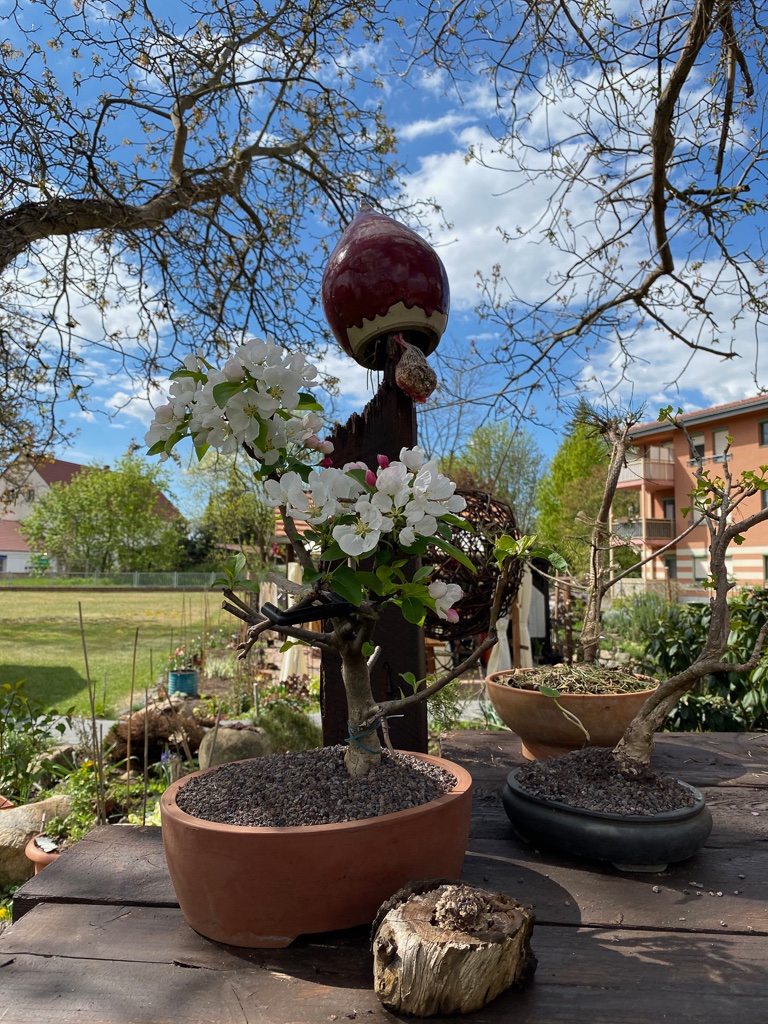 kleiner-zierapfel-bonsai-bernd-opel