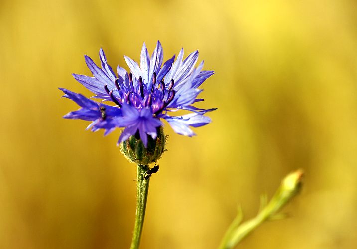 kornblume-h-mueller