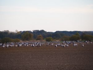 kraniche-1-bernd-opel