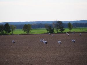 kraniche-2-bernd-opel