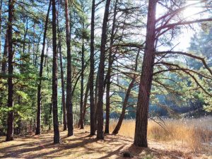 krayner-teiche-4-r-karge_