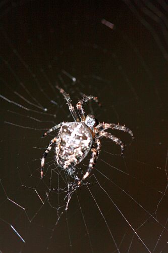 kreuzspinne-hk-moeller