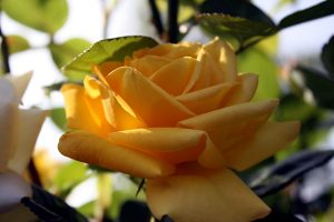 lady-in-yellow-r-karge_