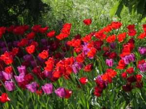 landesgartenschau-in-torgau-2022-1-h-mucc88ller