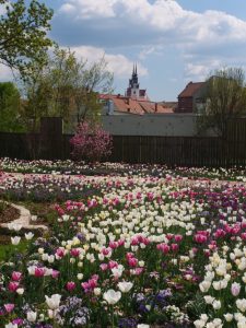 landesgartenschau-in-torgau-2022-5-h-mucc88ller