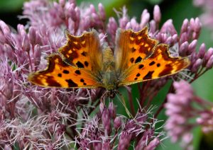 landkaertchen-k-lange