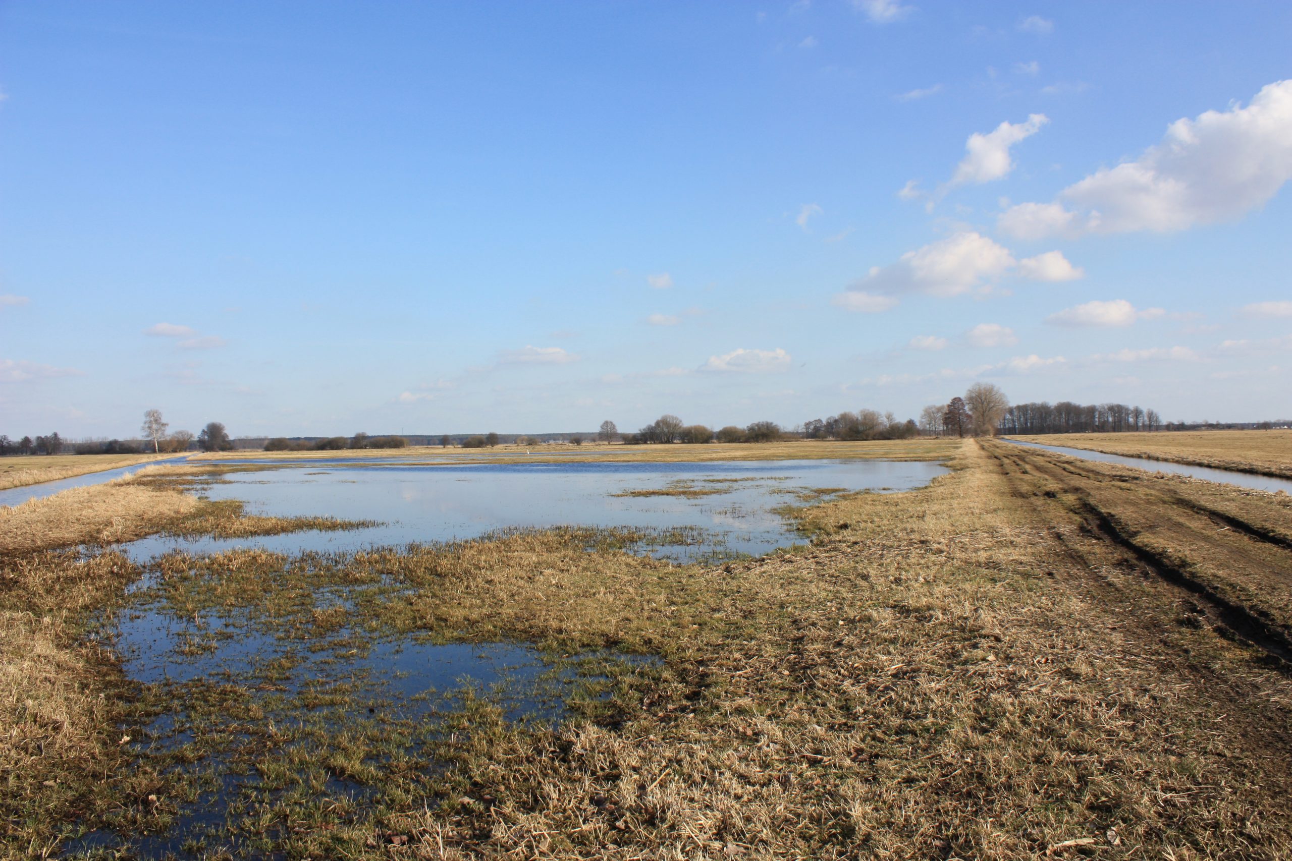 lasszinswiesen-tauer-jaenschwalde-r-karge