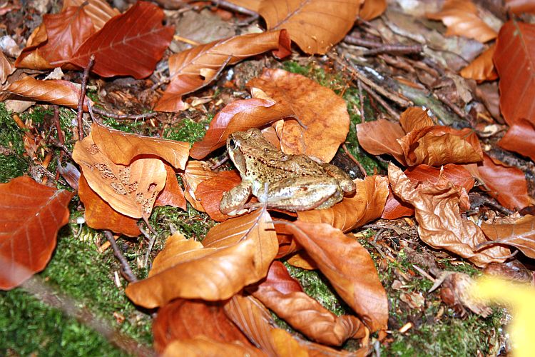 laubfrosch-r-karge_