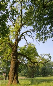 lennepark-in-krumbek-2-b-mc3b6cker