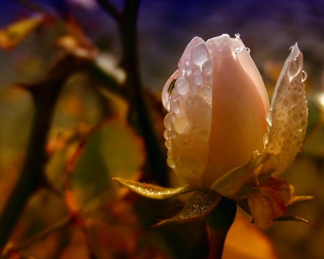 letzte-rose-h-mueller