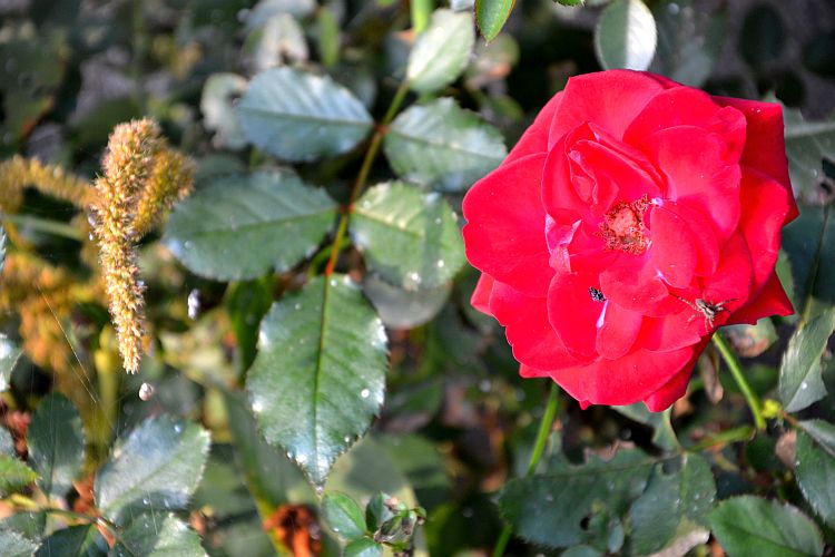 letzte-rose-p-fritsch