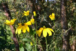 leuchtgelber-sonnenhut-p-fritsch
