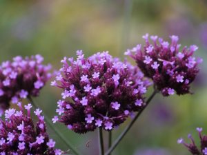 lga-2019-in-wittstock-2-h-mucc88ller