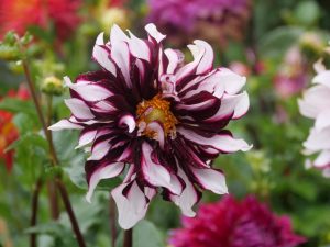 lga-2019-in-wittstock-5-h-mucc88ller