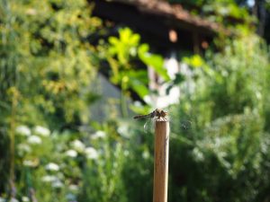 Libelle - Bernd Opel