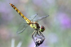 libellenschocc88nheit-hk-moeller