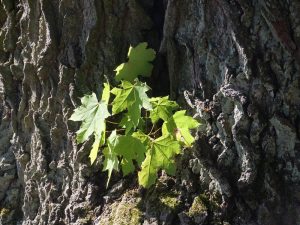 lieberose-parkimpressinen-7-h-mucc88ller