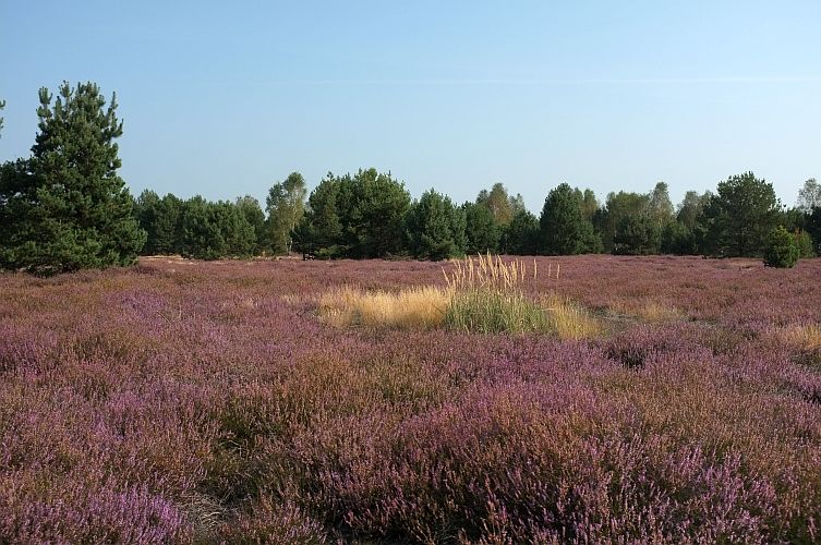 lieberoser-heide-n-kubicke