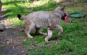 luchs-mit-beute-p-fritsch
