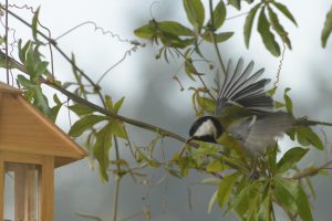 meise-im-flug-k-lange
