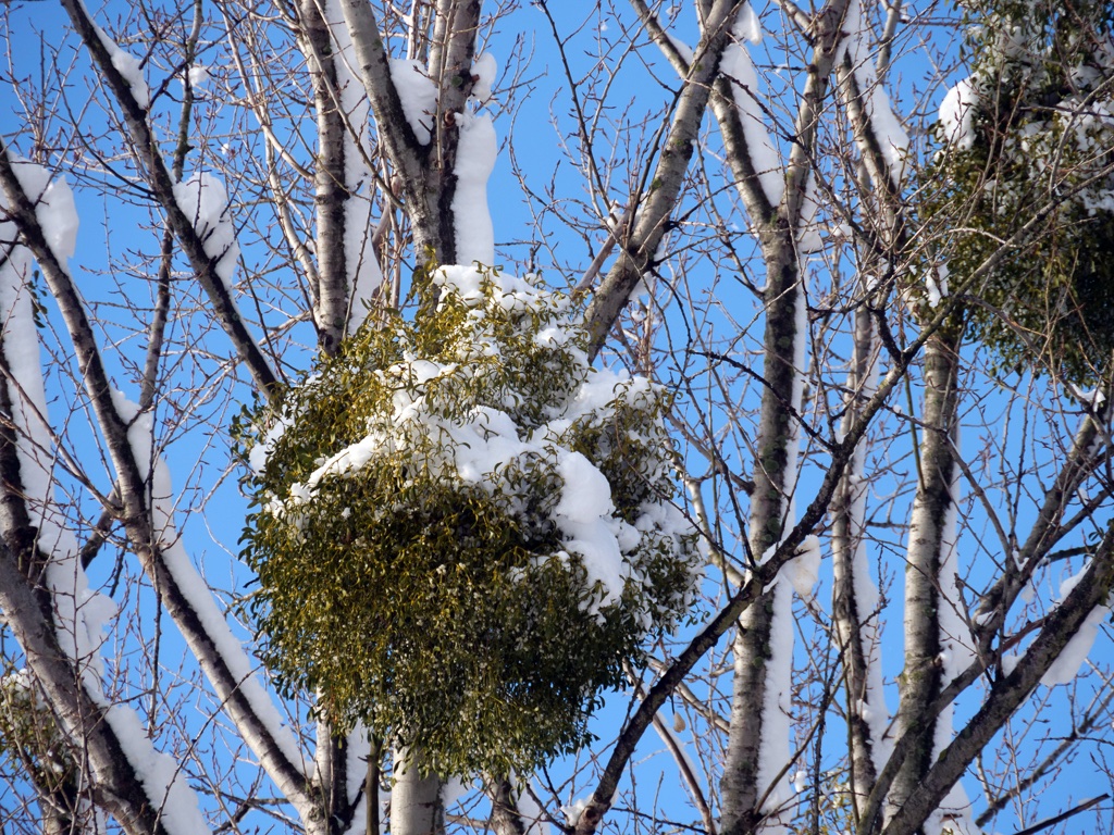mispeln-im-winter-h-müller