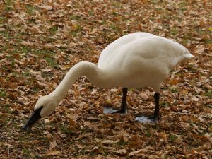 mittags-gibt-es-eicheln-bernd-opel
