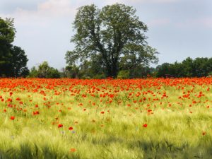 mohnblucc88tenmeer-h-mucc88ller-1