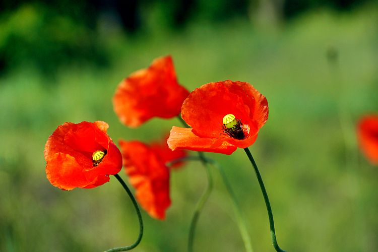 mohnblumen-h-mueller