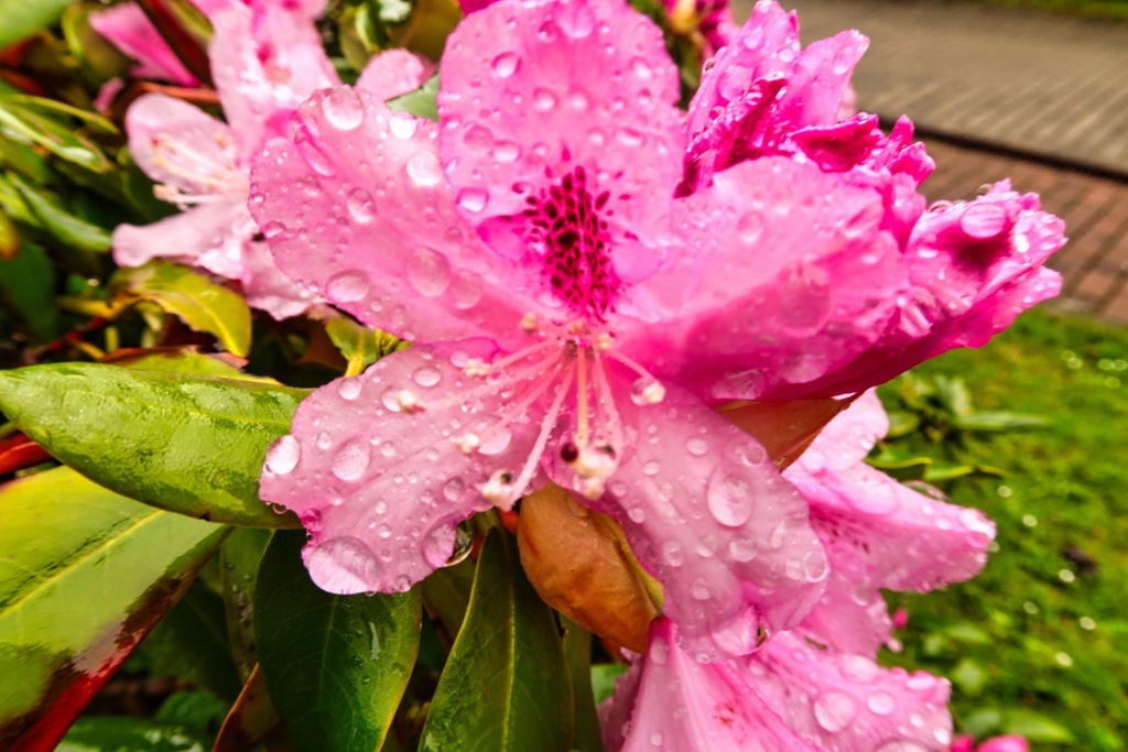 nach-dem-regen-1-k-f-muehler-kopie