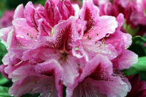 nach-dem-regen-k-f-muehler