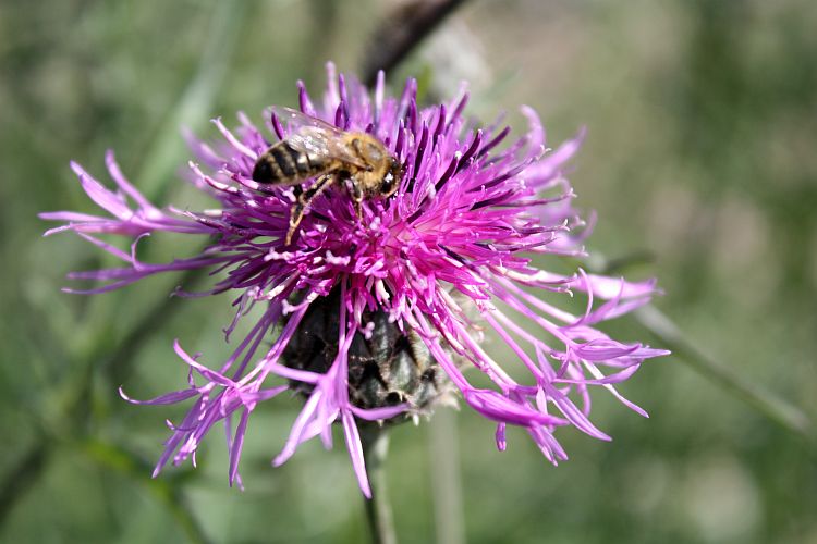 nagola-gmbh-jaenschwalde-flockenblume-mit-gast-r-karge_