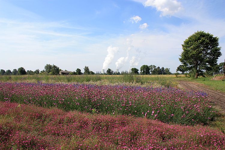 nagola-gmbh-jaenschwalde-renaturierung-in-ros-und-violet-r-karge_
