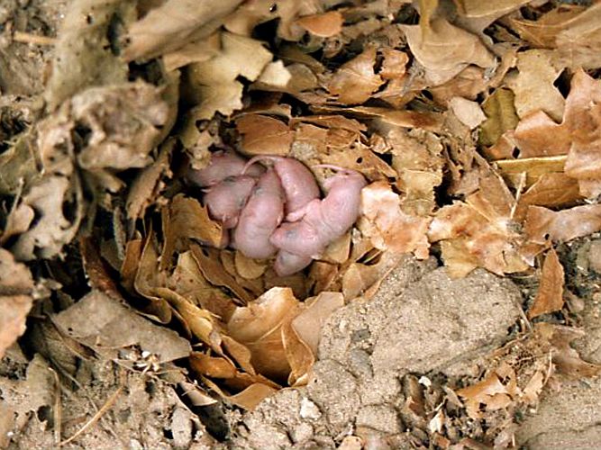 neugeborene-feldmaeuse-hanskarl-moeller
