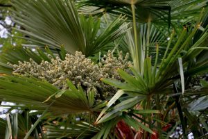 palmenblucc88te-p-fritsch