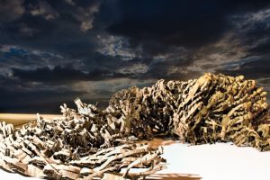 papierlindwurm-2-k-f-muehler